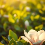 Tatuaż magnolia znaczenie