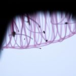 Jak wzmocnić cebulki włosów, by zapobiec ich wypadaniu Jak wzmocnić cebulki włosów